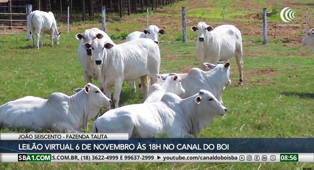Leilão Virtual João Seiscento Fazenda Talita oferta touros e novilhas dia 6 de novembro no Canal do Boi