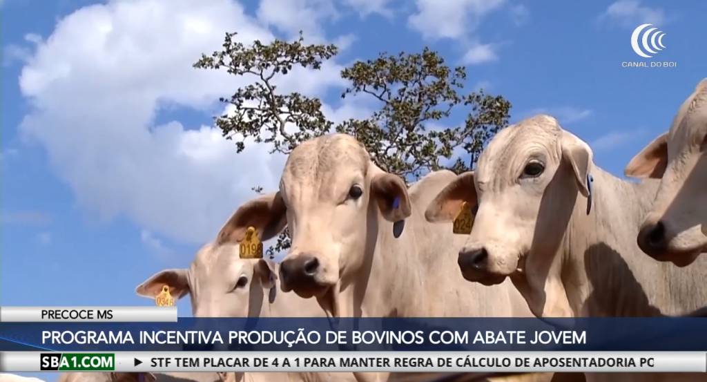 Programa Precoce MS apresenta resultados em fórum hoje em Campo Grande