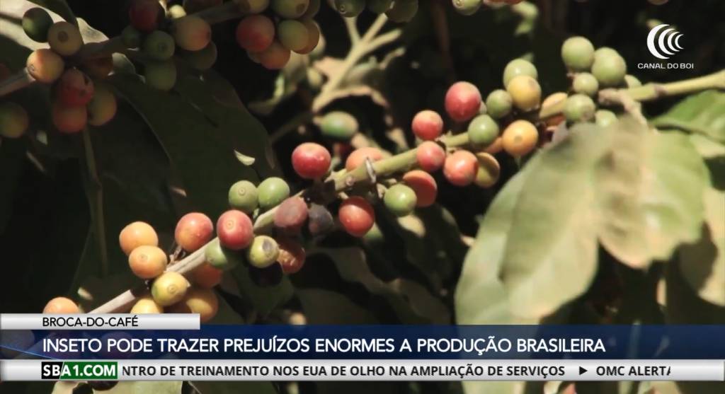 Broca-do-café causa perda de produtividade de até 80%
