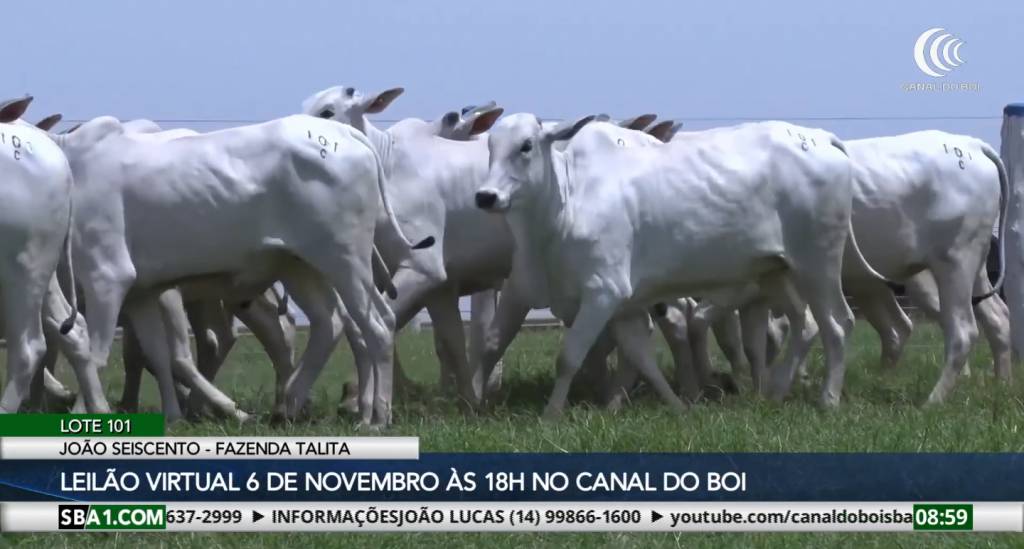 Leilão João Seiscento Fazenda Talita oferta reprodutores e fêmeas dia 6 de novembro no Canal do Boi