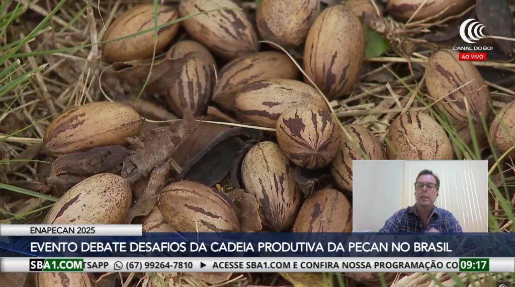 Enapecan 2025 debate desafios da cadeia produtiva da noz-pecã no Brasil