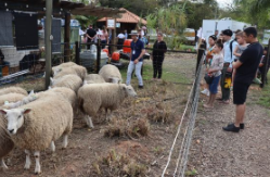 Expointer 2025: Espaço da Emater/RS-Ascar apresenta inovação, genética e sustentabilidade na pecuária