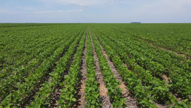 Programa Agro Plus recebe selo do Ministério da Agricultura em reconhecimento por boas práticas agrícolas 