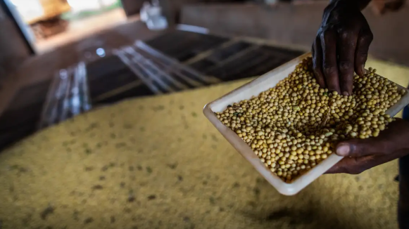 Sorriso/MT tem o maior PIB agrícola do país; veja o ranking