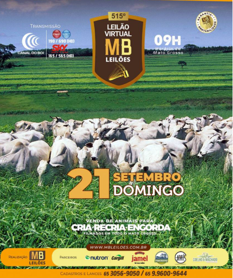 MB Leilões oferta hoje às 10h, animais para cria, recria e engorda no Canal do Boi