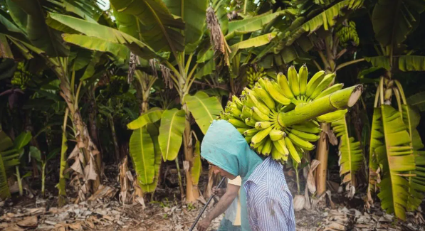 Cidade cearense é uma das 15 maiores produtoras de banana do País; veja lista