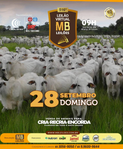 MB Leilões oferta animais para cria, recria e engorda neste domingo no Canal do Boi