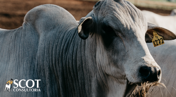 Cotação estável no mercado do boi gordo em São Paulo