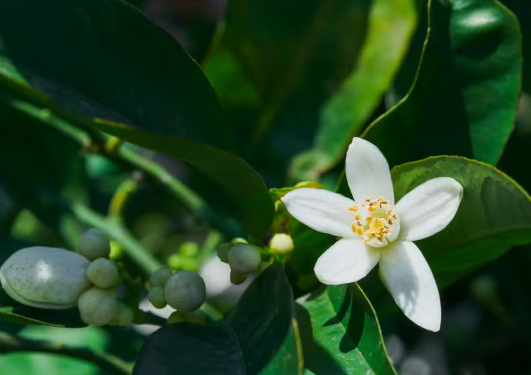 Chuvas de setembro ajudaram florada das laranjeiras, mas clima ainda preocupa produtores