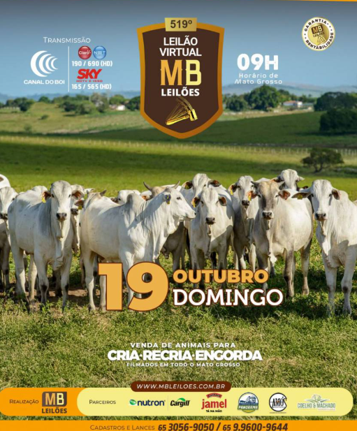MB Leilões oferta animais para cria, recria e engorda neste domingo no Canal do Boi