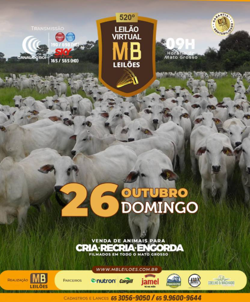 MB Leilões oferta animais para cria, recria e engorda neste domingo no Canal do Boi