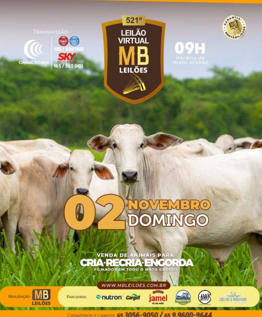 MB Leilões oferta animais para cria, recria e engorda neste domingo no Canal do Boi
