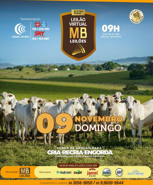 MB Leilões oferta animais para cria, recria e engorda neste domingo no Canal do Boi