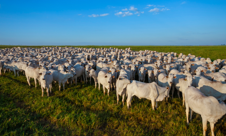 Líbano e Tanzânia abrem mercados para o Brasil. Já são 486 novas aberturas desde 2023