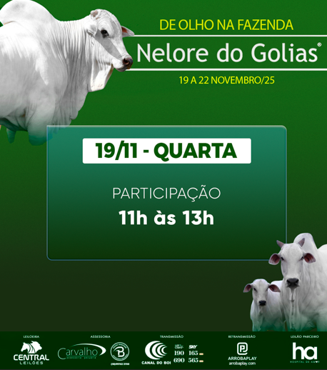 Leilão Nelore do Golias hoje às 11h no Canal do Boi 
