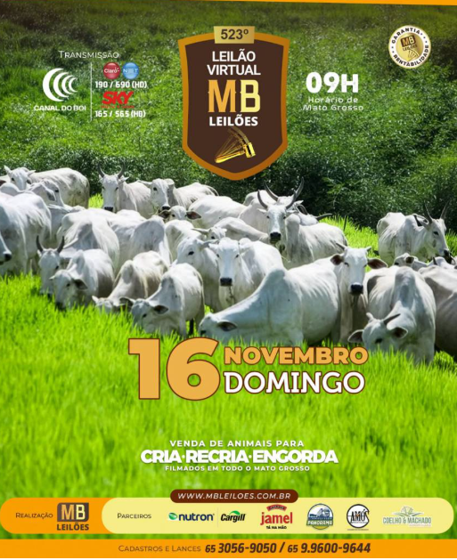 MB Leilões oferta animais para cria, recria e engorda neste domingo no Canal do Boi