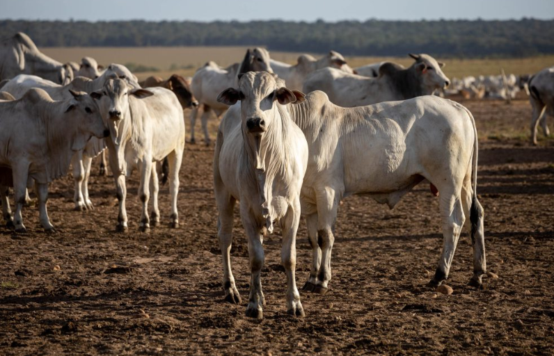 Assembleia aprova Passaporte Verde e consolida MT como referência em pecuária sustentável
