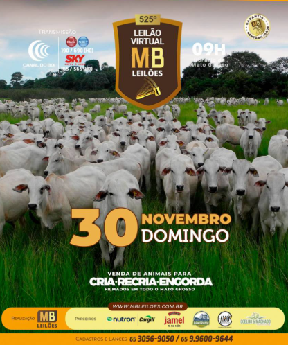 MB Leilões oferta animais para cria, recria e engorda neste domingo no Canal do Boi