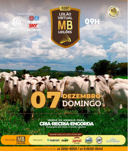 MB Leilões oferta animais para cria, recria e engorda neste domingo no Canal do Boi