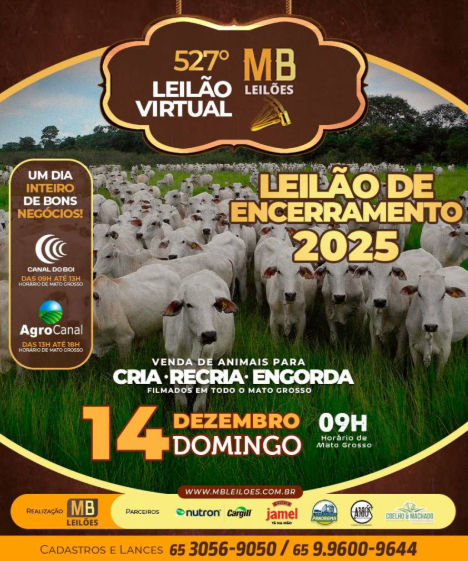 MB Leilões oferta animais para cria, recria e engorda neste domingo no Canal do Boi e Agro Canal