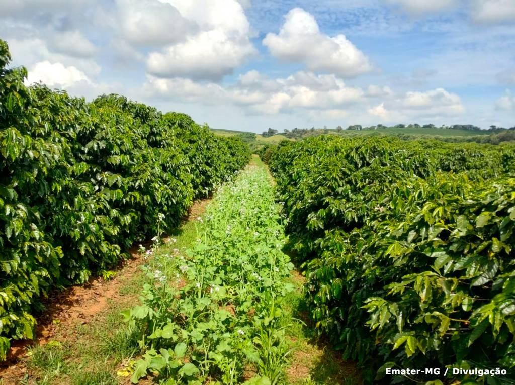 Agricultura eleva projeção do valor bruto da produção em 2025 para R$ 1,409 tri