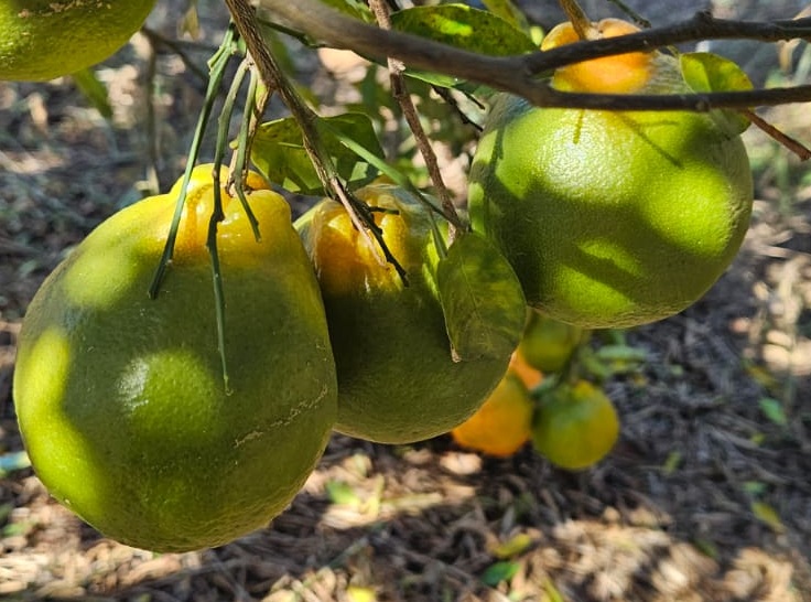 Agrodefesa orienta produtores sobre nova legislação federal para o controle do HLB