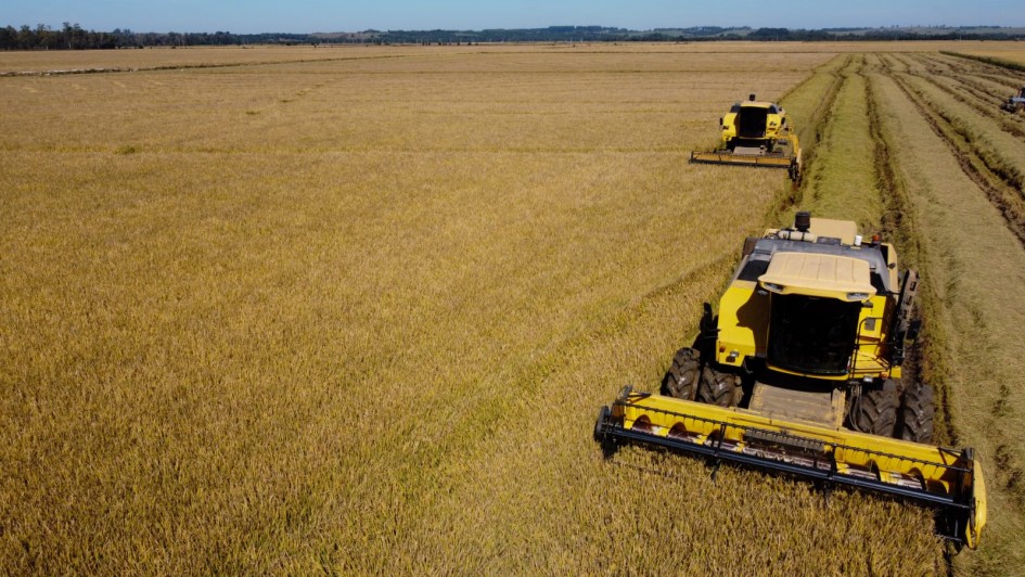 Colheita de arroz avança no RS e ultrapassa 91% da área cultivada