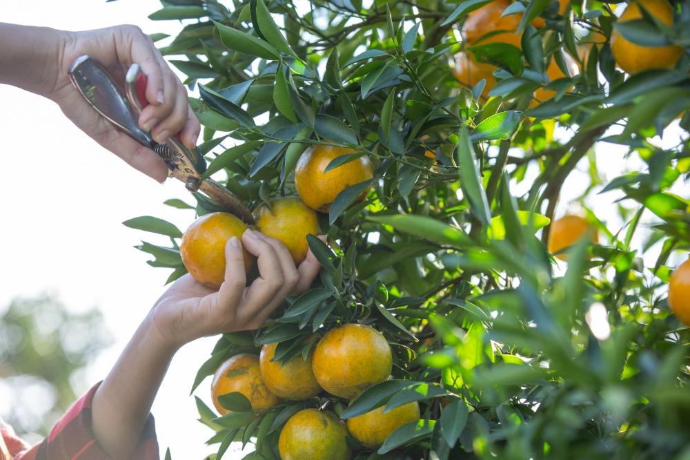 Citricultura paulista gera mais de 45 mil empregos na safra 2023/24