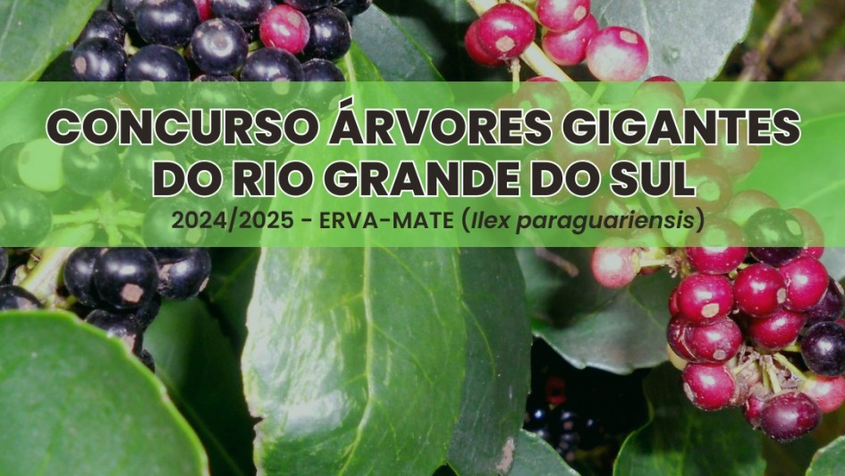 Inscrição no concurso árvores gigantes de erva-mate fecha em 7 dias
