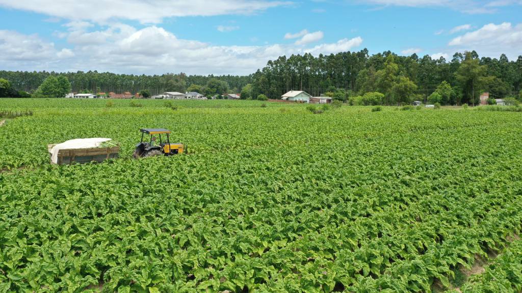 SindiTabaco lança campanha de preparação para emergências voltada aos produtores de tabaco