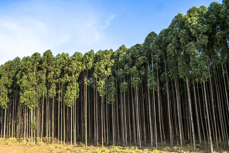 Área plantada com eucalipto cresce em MS