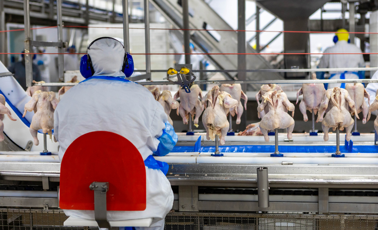 Avicultura brasileira já exportou mais de US$ 5,4 bilhões em 2025