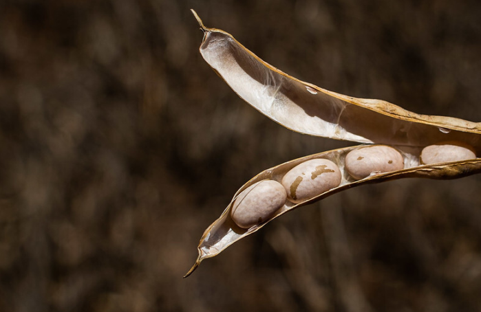 Mercado do feijão encerra outubro com ritmo lento e ajustes de preços