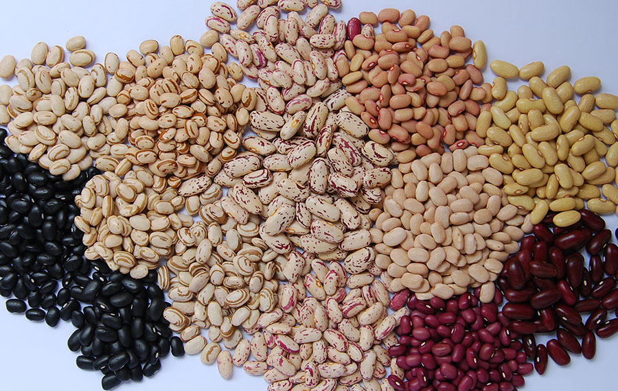 Pequenas lavouras de feijão são maioria no Brasil, mas as grandes produzem a maior parte