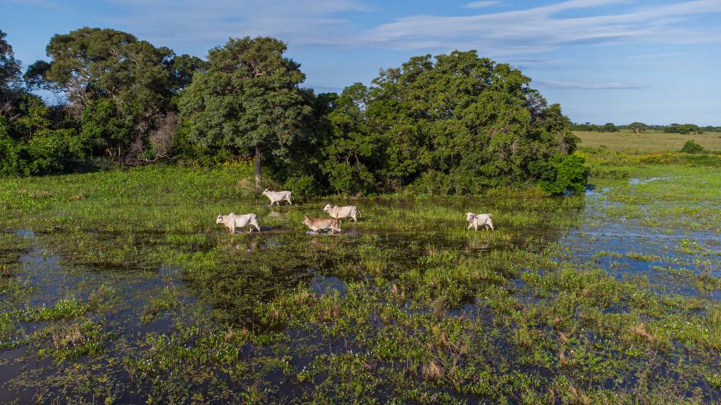 COP30: Sistema Famato Senar pretende investir R$ 16 mi até 2030 em projeto de pecuária sustentável no pantanal