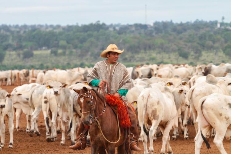 Frio extremo e geadas ameaçam produção agropecuária em MS