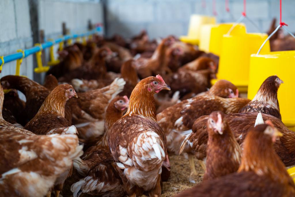 Gripe aviária: Peru, Jordânia e Hong Kong retiram restrições de exportação à carne de aves brasileira