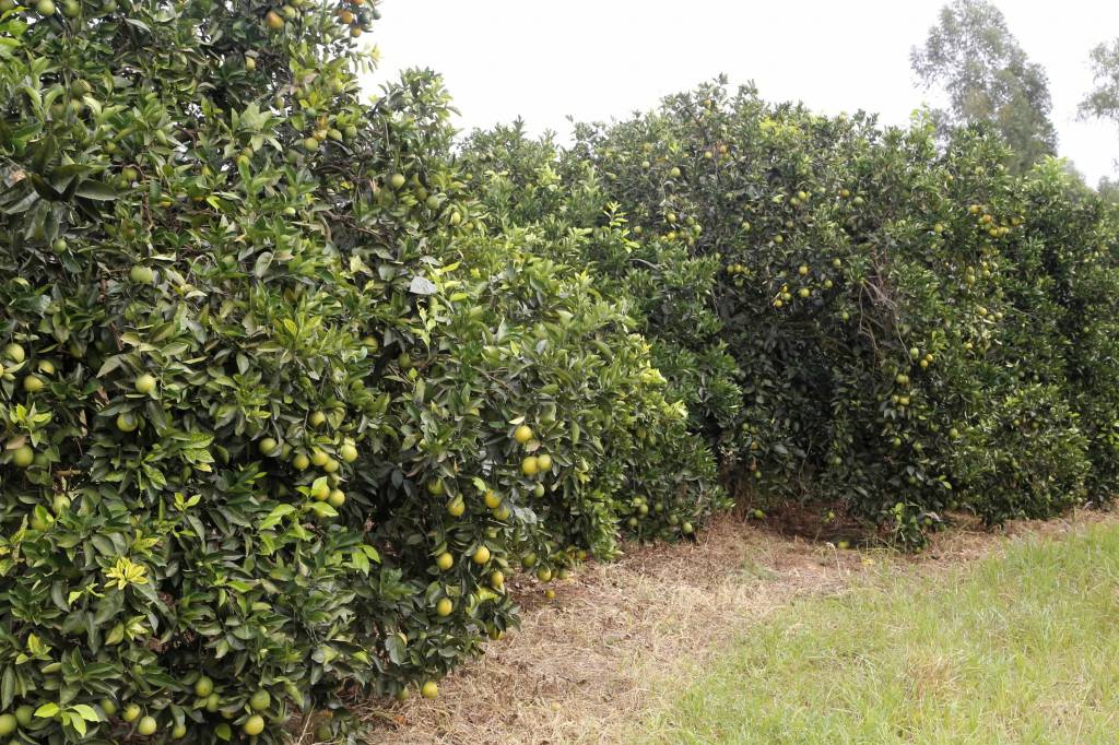 Preço da laranja tem pressionado as cotações das laranjas 