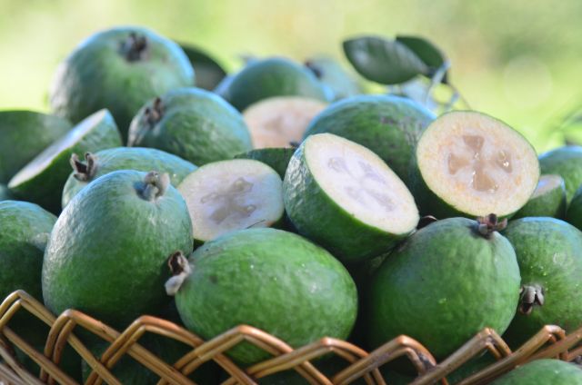 Safra da goiaba-serrana chega ao fim em Santa Catarina, celebrando sabores e tradições do Sul