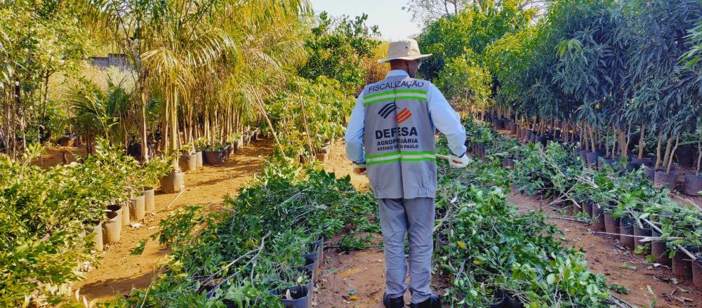 Greening: Ação de combate a doença retira mais de 25 mil mudas irregulares de circulação em SP
