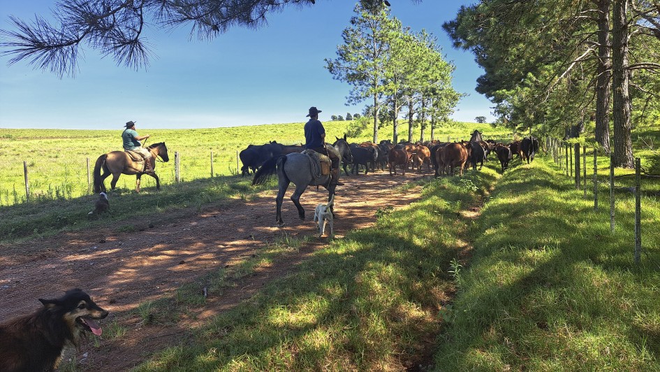 Hulha Negra inova com projeto piloto de rastreabilidade bovina
