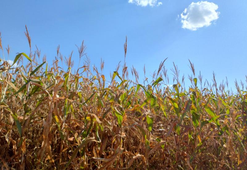 Chegada do inverno traz preocupação aos produtores de milho de MS