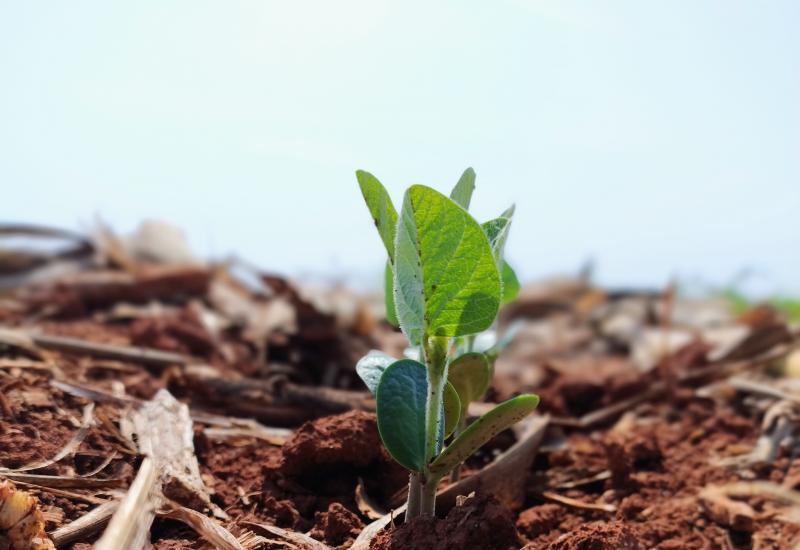 Custo de produção da soja sobe 1,9% em MS para safra 2025/2026