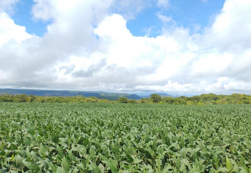 Como devem ficar os preços da soja e do milho com a queda na produtividade em MS