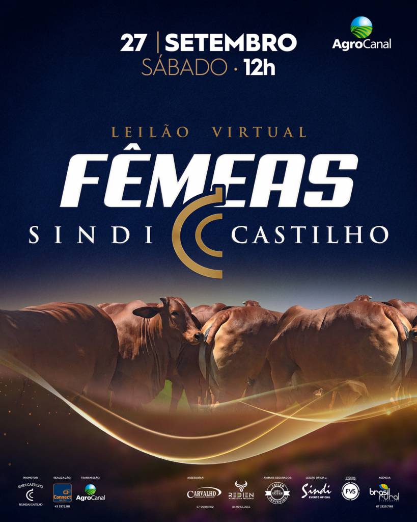 Leilão Virtual de Fêmeas Sindi Castilho hoje às 12h no Agro Canal