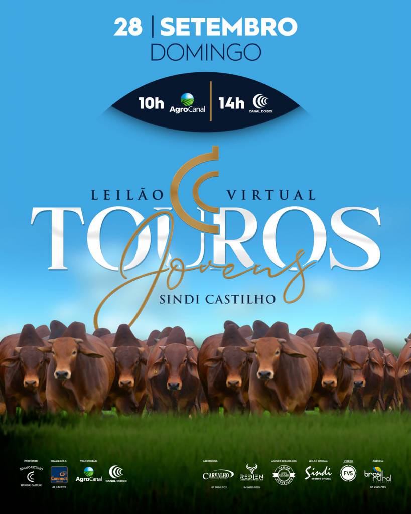Leilão Virtual de Touros Jovens Sindi Castilho hoje no Agro Canal e Canal do Boi