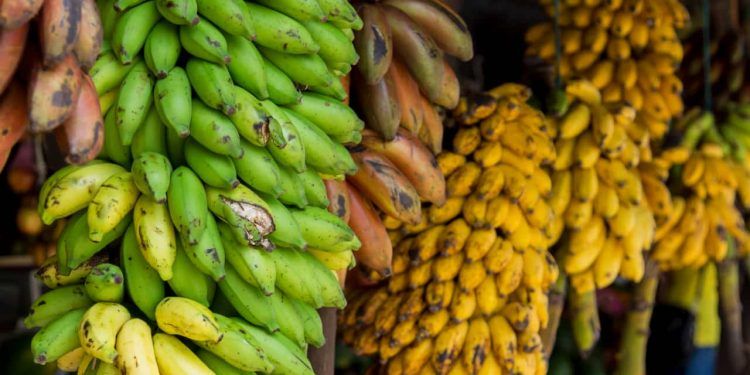 Impactos da importação de bananas do Equador mobilizam representantes do agro