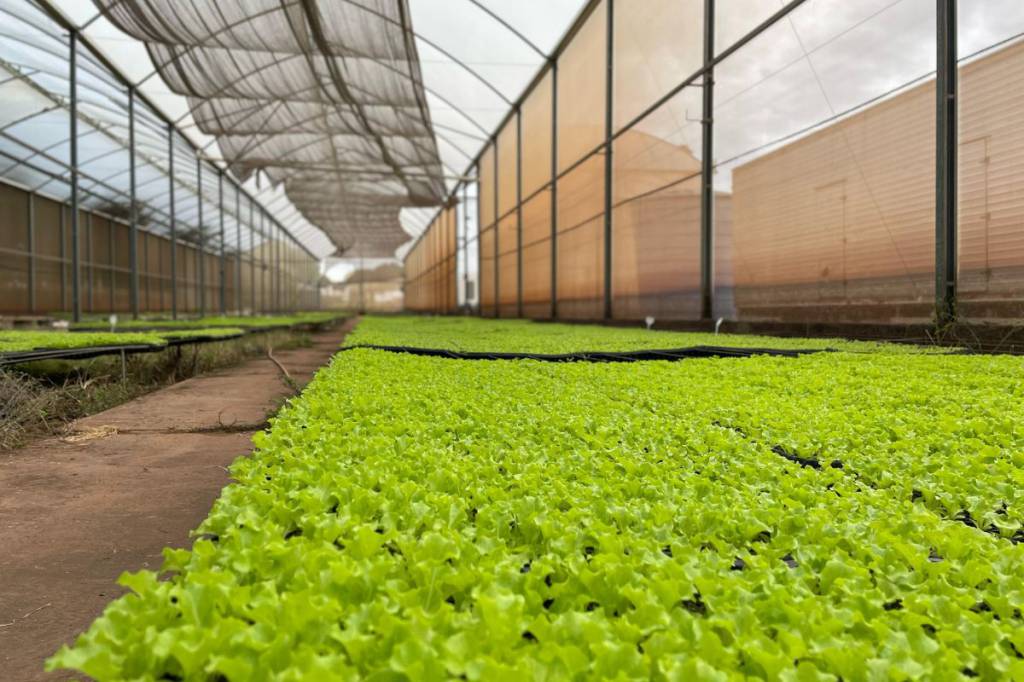 Da horta ao jardim, CEASA/MS é paraíso das mudas para quem lida com a terra