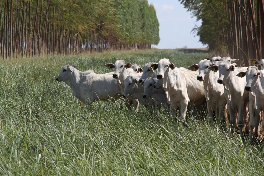 Novo aplicativo facilita o acesso a informações sobre integração lavoura-pecuária-floresta