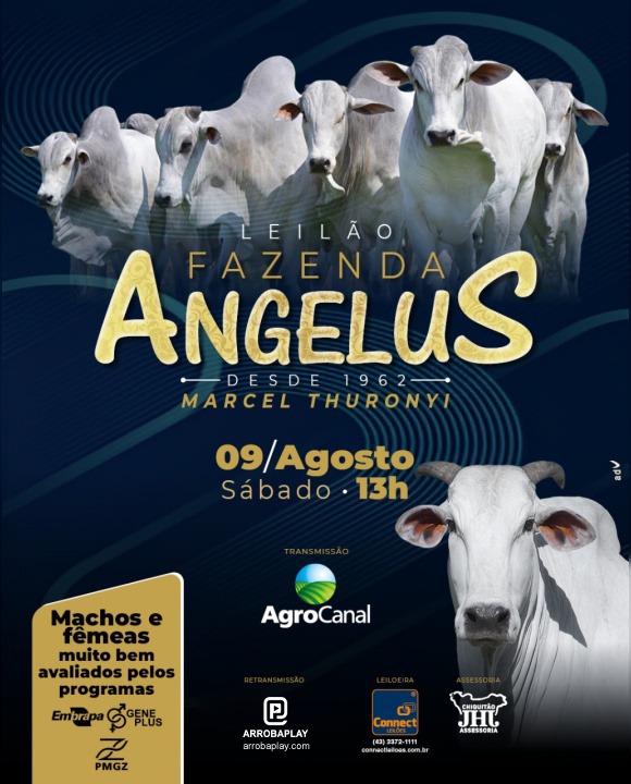 Leilão Fazenda Angelus hoje no Agro Canal